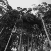 Bosco di Bamboo