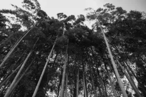 Bosco di Bamboo