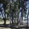 Trees in relax