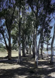 Trees in relax